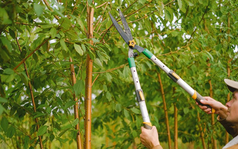 Tree trimming in Mathews, AL