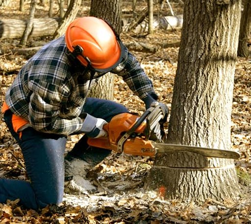 Tree Removal in Mathews, AL